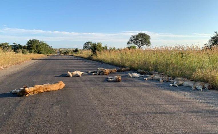 Lockdown: Lions in Kruger Park enjoying the road in South Africa