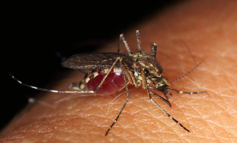 No! Coronavirus does not survive in the mosquito