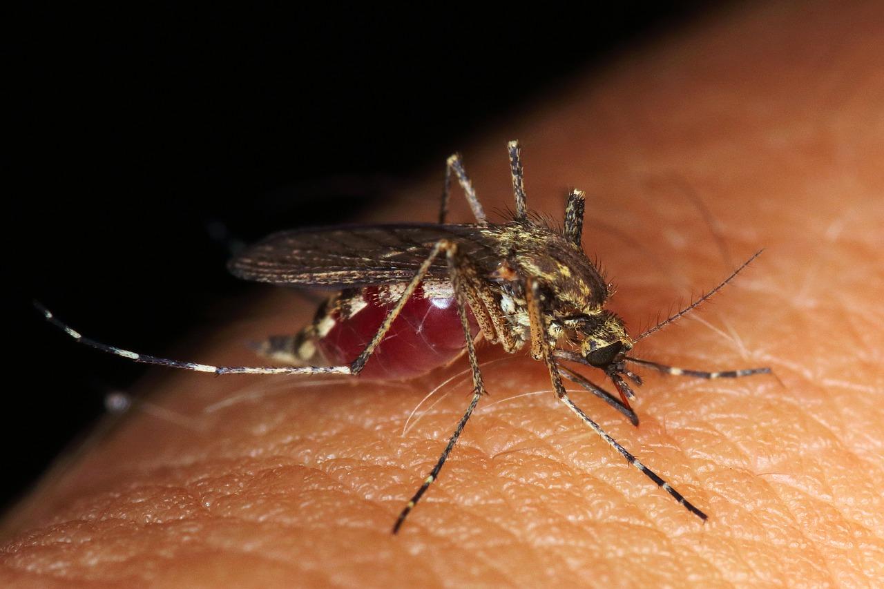 No! Coronavirus does not survive in the mosquito