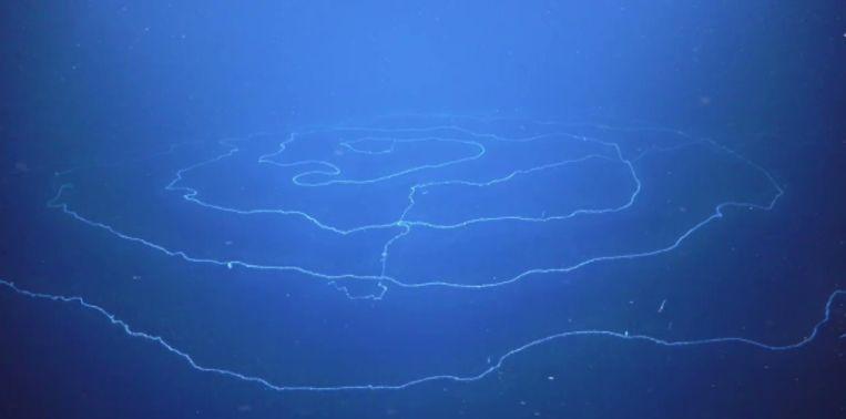 Biologists baffled after discovery of longest ‘jellyfish’ ever
