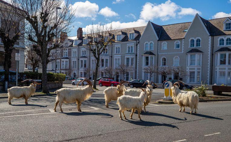 Wild goats take over the streets of Wales.