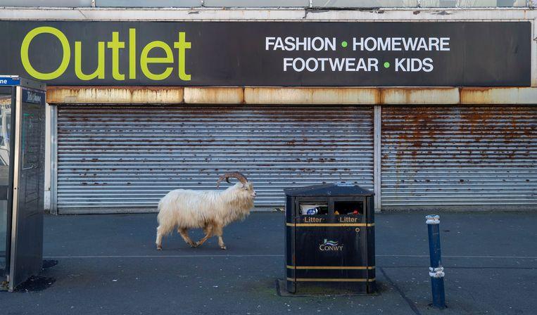 A wild goat walks past a closed clothing store in Wales.