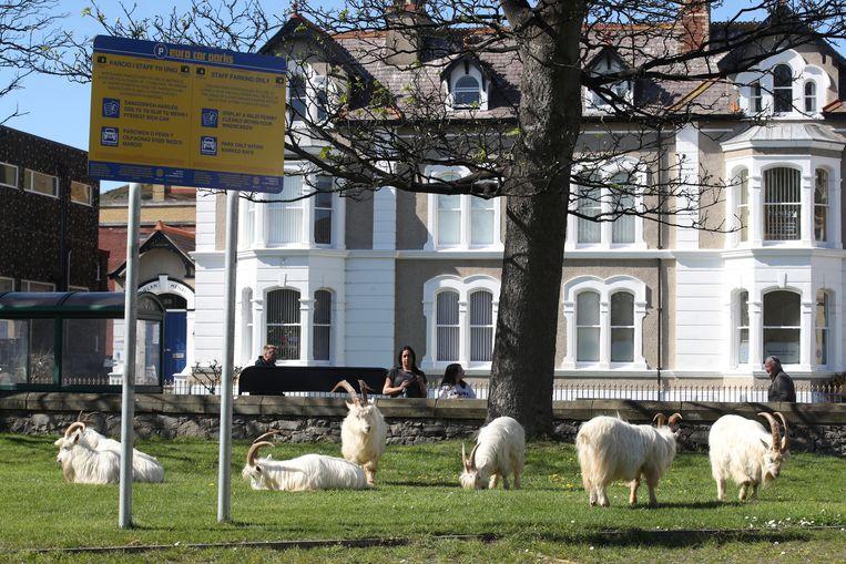 The animals stay in a park in Llandudno, among other places.