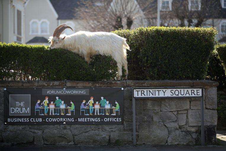 The animals eat from the hedges in the village.