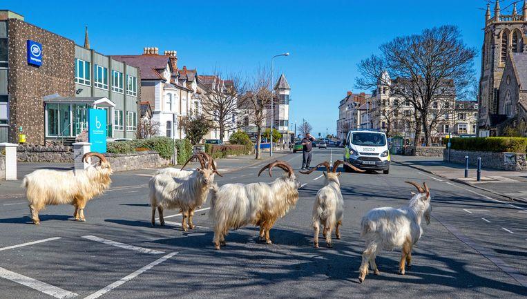 In Wales, residents stay in while wild goats enjoying the streets