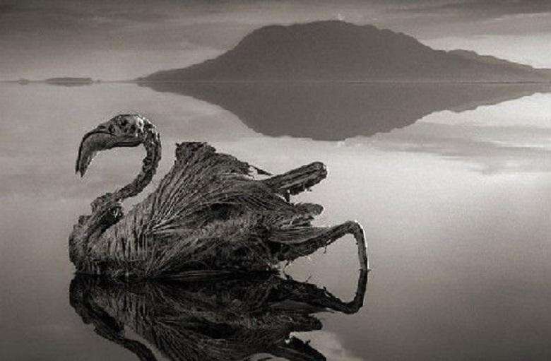 Lake Natron in Tanzania, turned animal to stone