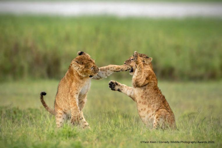 Does this lion cub have anything in between in Tanzania? Then help from his boyfriend is more than welcome.