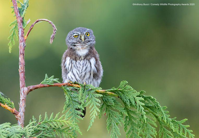 Anthony Bucci This northern pygmy owl on Vancouver Island (Canada) has had a rough night, funniest animal pictures of the year