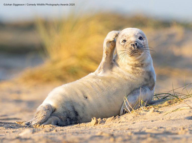 This seal in the British Winterton-on-Sea seems to have lost its way, funniest animal pictures of the year