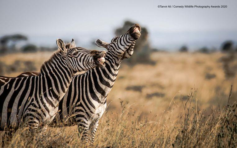These zebras in Kenya have a limp laugh.