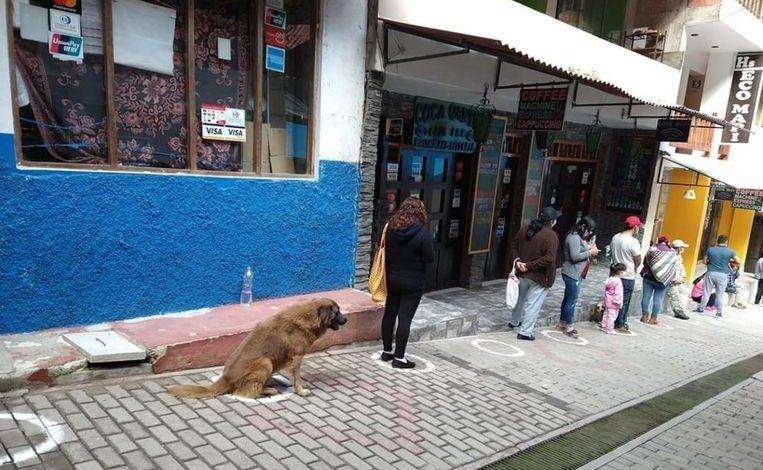 Dog waits in line in front of the supermarket on behalf of his owner