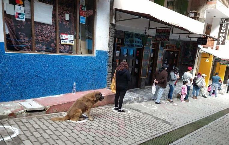 Dog waits in line in front of the supermarket on behalf of his owner
