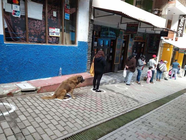 Dog waits in line in front of the supermarket on behalf of his owner 
