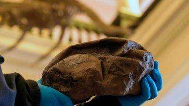 “Flat football” from Antarctica appears to be the second-largest egg in the world