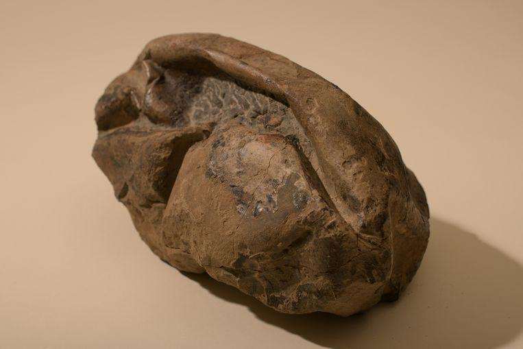 “Flat football” from Antarctica appears to be the second-largest egg in the world