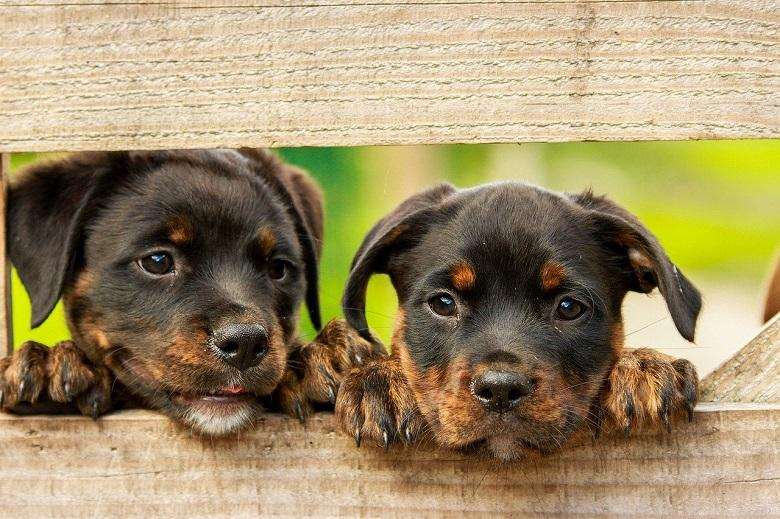 Emotion overflows between two dogs after 4 months of separation
