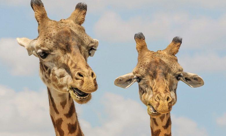 Clash between two male giraffes competing for female [Video]