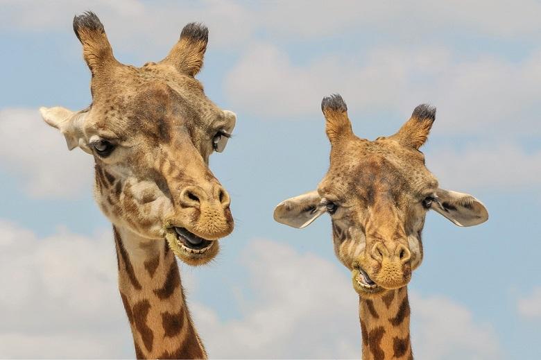 Clash between two male giraffes competing for female [Video]