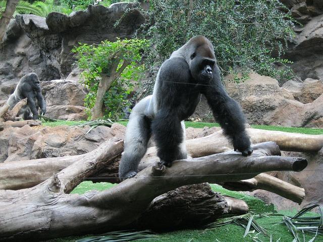 All about Silverback Gorilla: Size, strength, weight, fight, behaviors