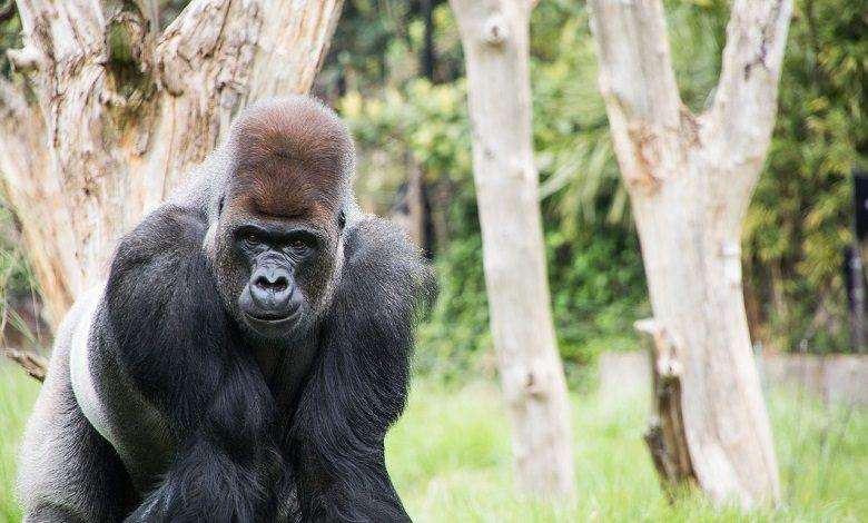 All about Silverback Gorilla: Size, strength, weight, fight, behaviors