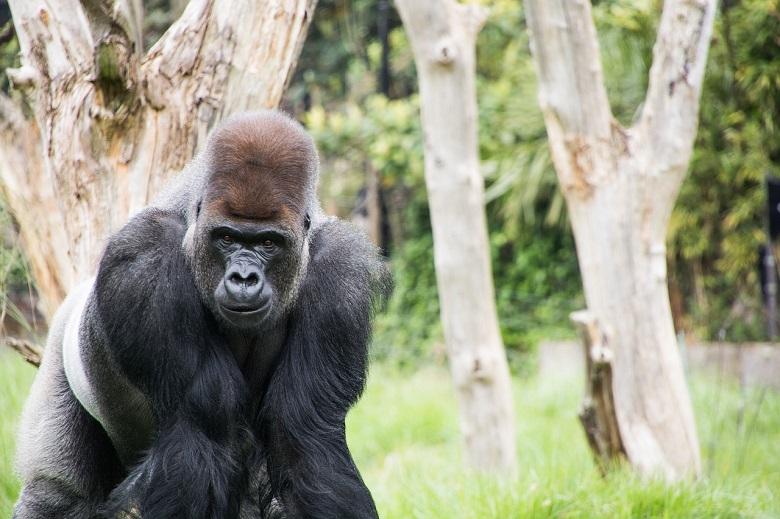 All about Silverback Gorilla: Size, strength, weight, fight, behaviors