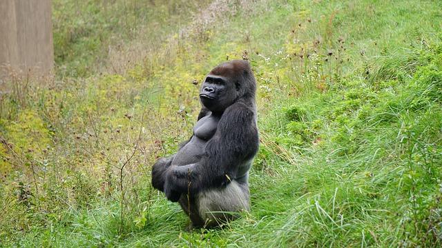 Life imprisonment for killing 25-year-old rare silverback gorilla