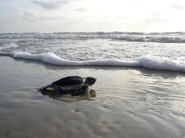 Discover the largest colony of green sea turtles in the world