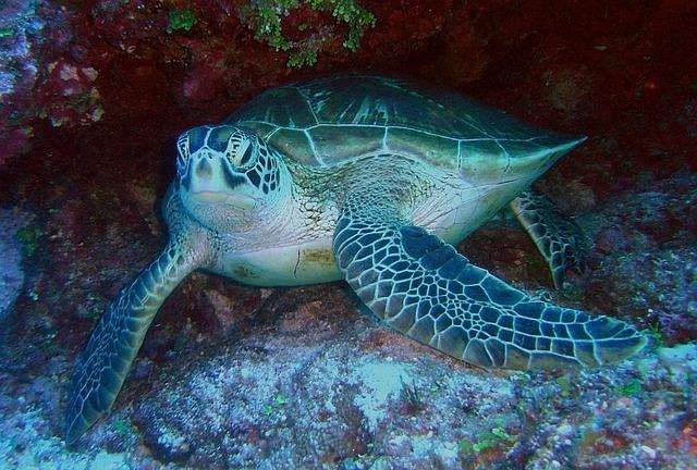 Discover the largest colony of green sea turtles in the world