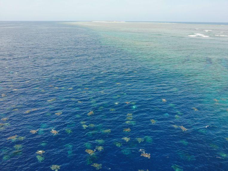 Using a drone, the researchers were able to capture the thousands of turtles.