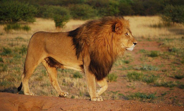 Over 12,000 captive-bred lions are killed in South Africa every year