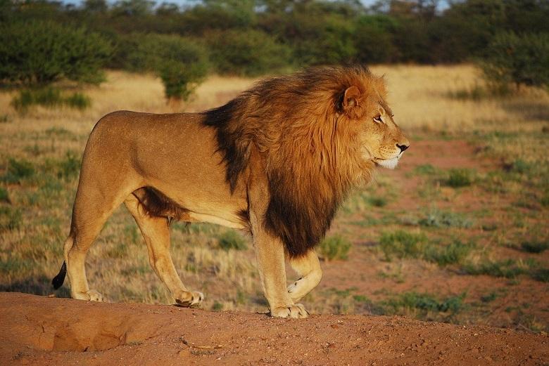 Over 12,000 captive-bred lions are killed in South Africa every year