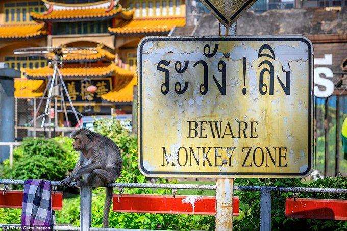 Monkey gang war: Thai city strikes back against real monkeys - videos