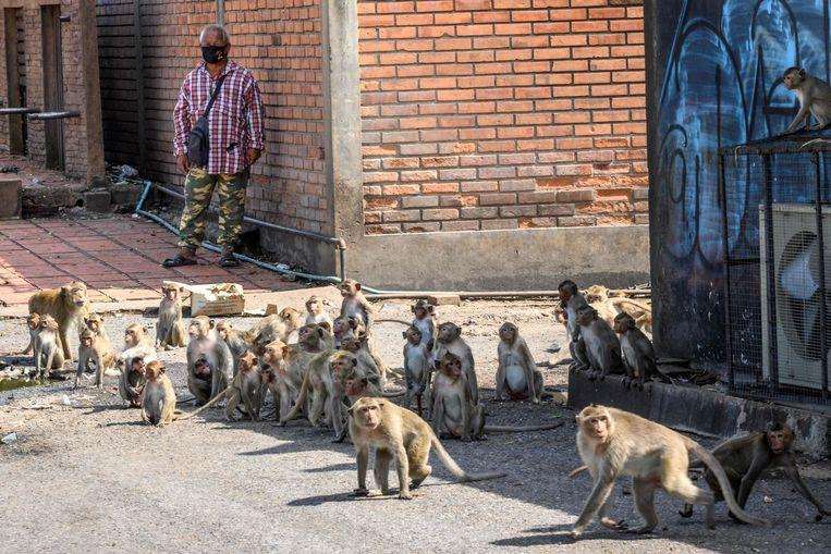 “We must live in cage”: violent ‘monkey gangs’ control Thai city