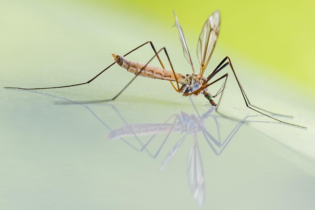 Myth about transmission of coronavirus to humans by mosquitoes swept away