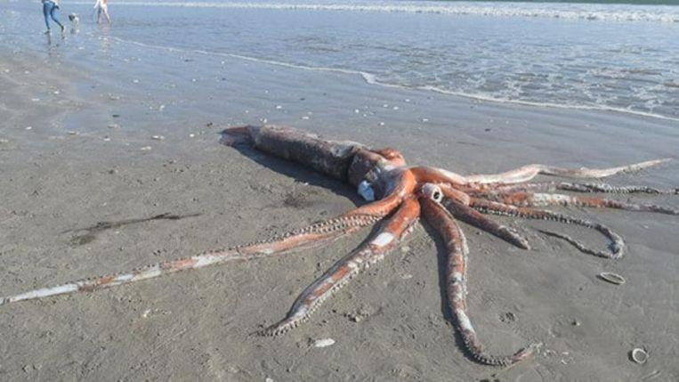 The rare giant squid washed up in South Africa.