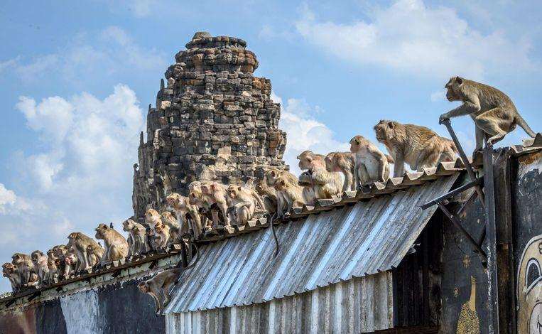 Thai city startled by violent 'monkey gangs': "We must live in a cage"