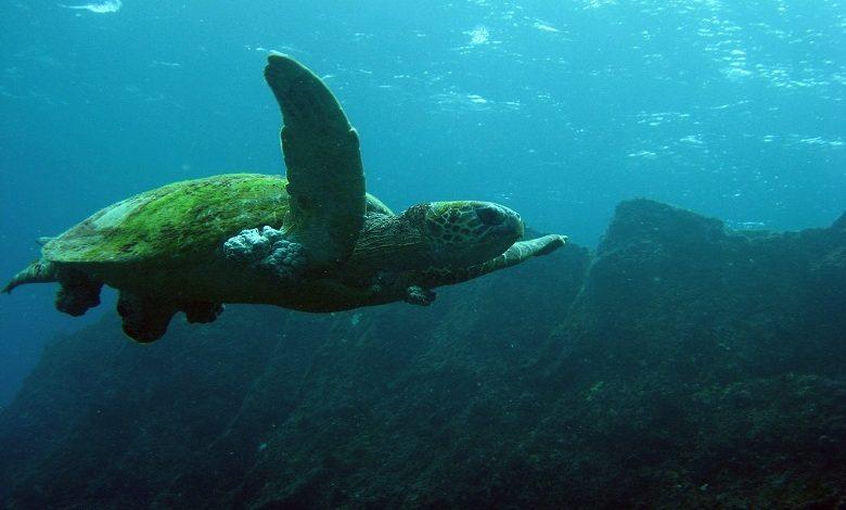 Discover the largest colony of green sea turtles in the world