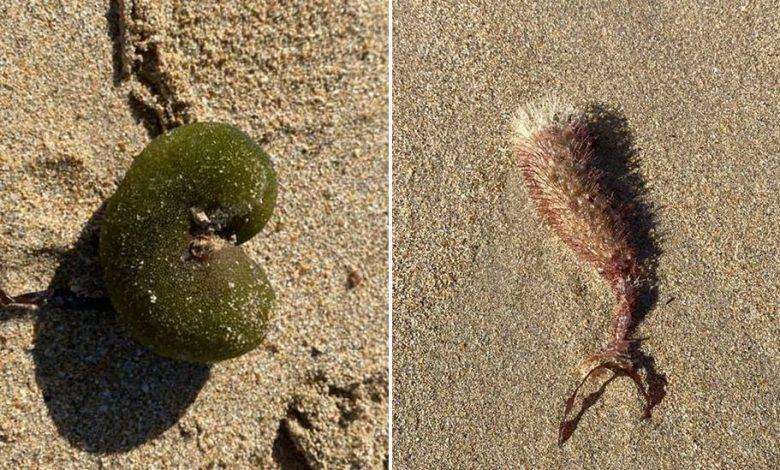 Australian woman finds strange sea creatures on a beach [Photos]