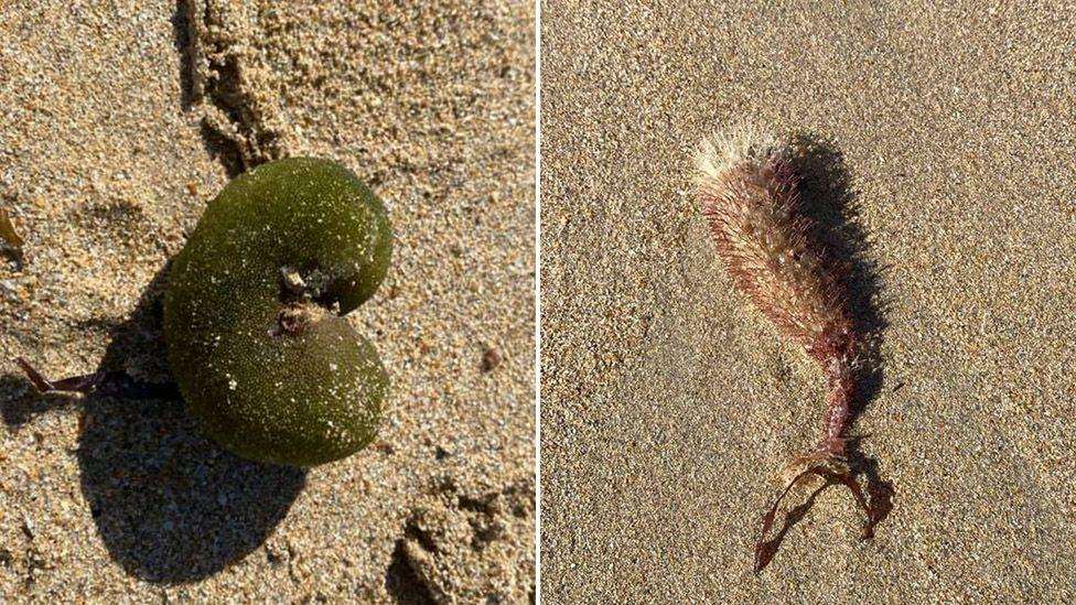 Australian woman finds strange sea creatures on a beach [Photos]