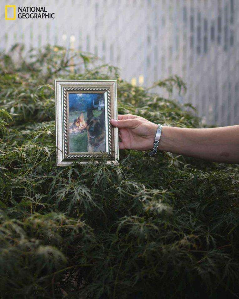 Kholood Eid / National Geographic Allison Mahoney holds a photo of her seven-year-old German Shepherd Buddy at her home in Staten Island, New York.