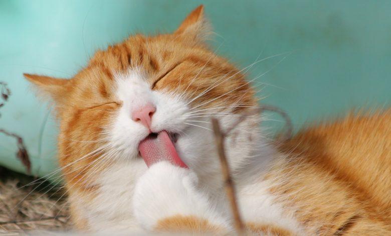 A woman died after being licked by her cat