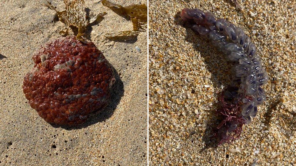 Australian woman finds strange sea creatures on a beach [Photos]