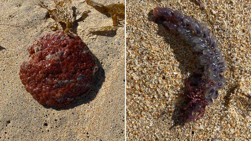 Australian woman finds strange sea creatures on a beach [Photos]