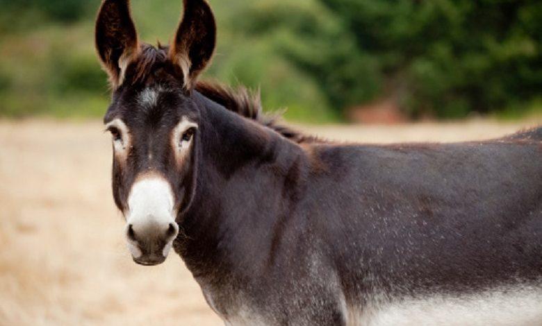 Donkeys accused of crashing Kenyan airplane in Somalia