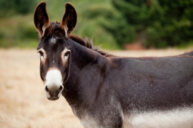 Donkeys accused of crashing Kenyan airplane in Somalia