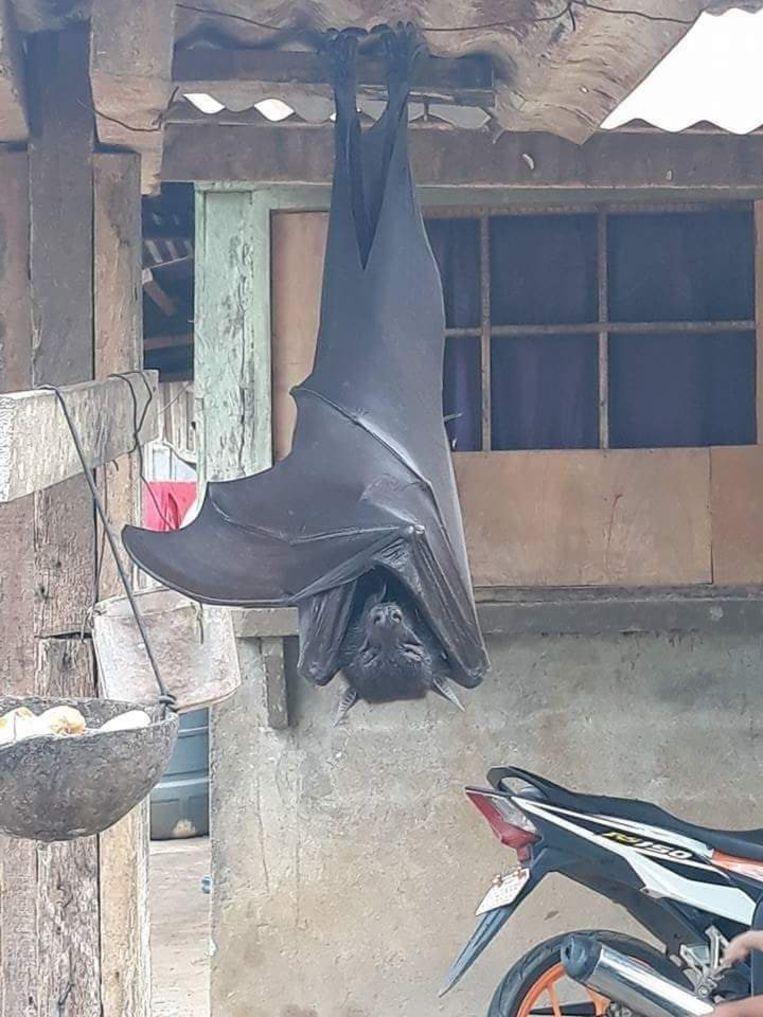 You need to know about the “human-sized” giant bat: is it real?