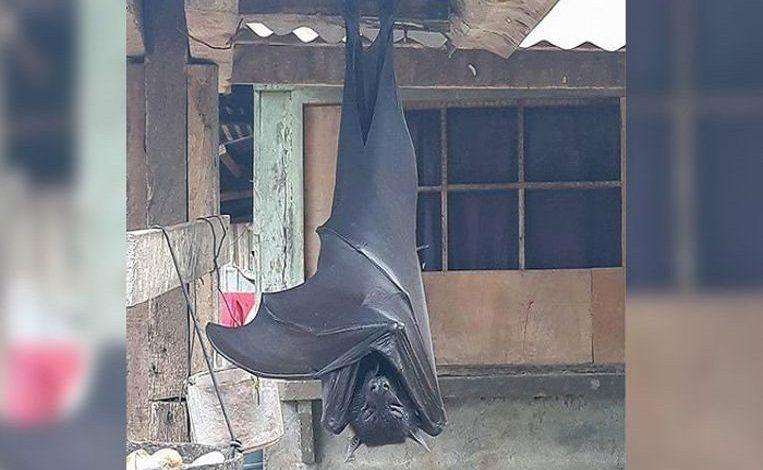 You need to know about the “human-sized” giant bat: is it real?