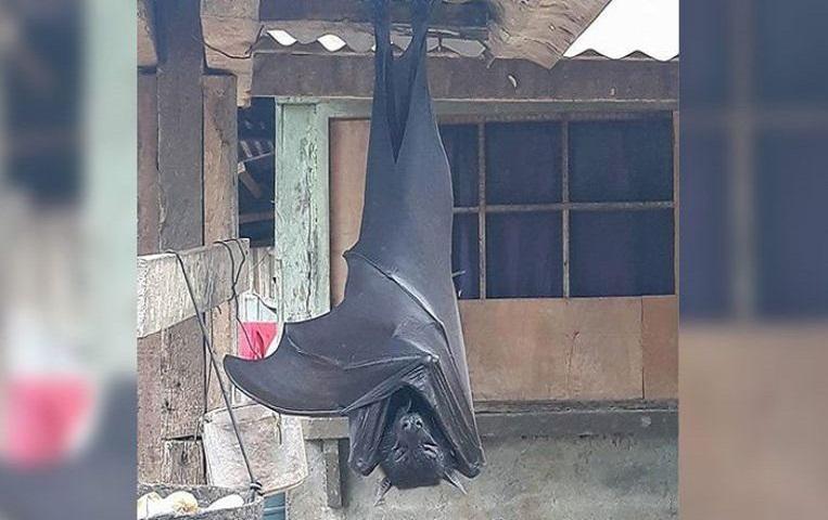 You need to know about the “human-sized” giant bat: is it real?