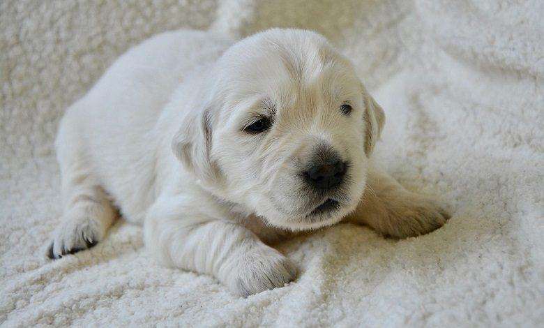 Charming little golden retriever puppy sleeps in a bowl [video]