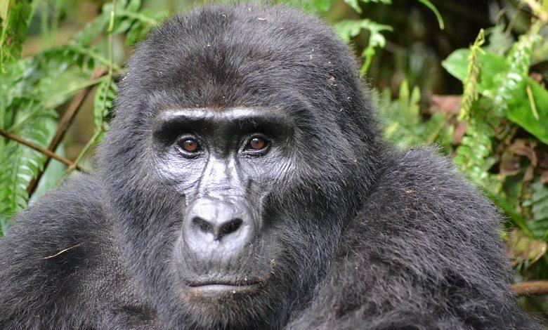 Poacher who killed mountain gorilla ‘Rafiki’ in Uganda imprisoned for 11 years